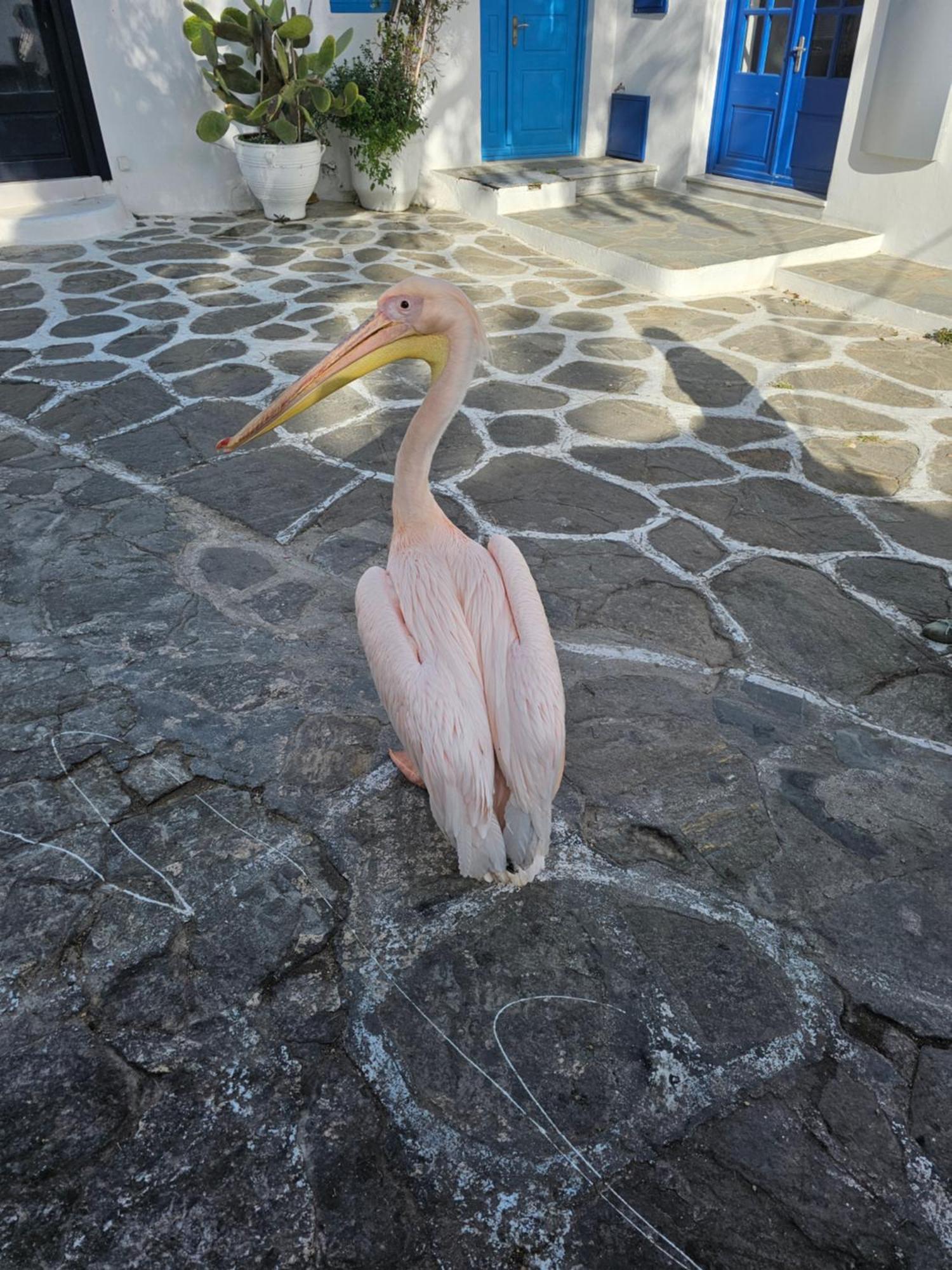 Can-Can Mykonos Town Luaran gambar